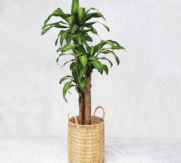 Hand-woven wicker art baskets Image