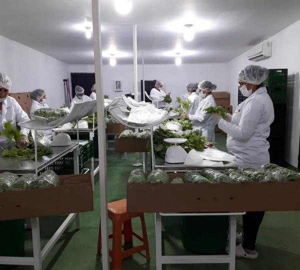 Fresh Basil and herbs Image