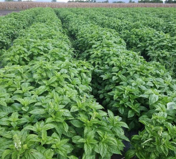 Fresh Basil and herbs Image