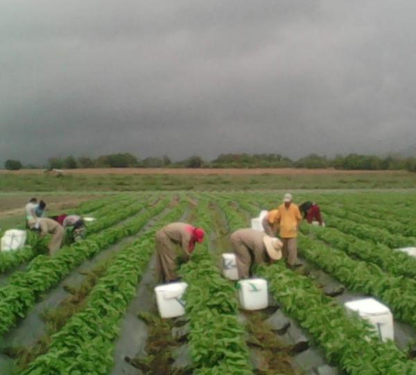 Fresh Basil and herbs Image