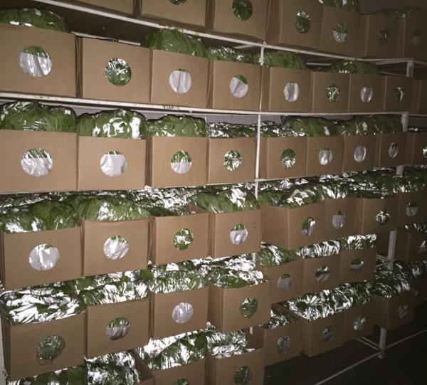 Fresh Basil and herbs Image