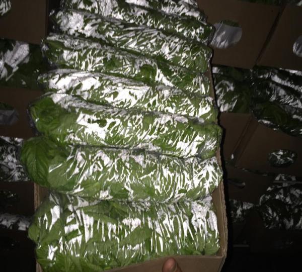 Fresh Basil and herbs Image