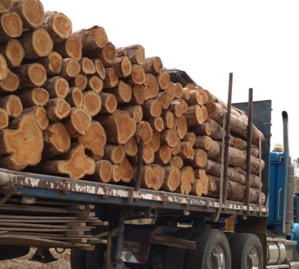 Products: - Round teak wood with bark, dimensioned in cm of circumference diameter (Rough wood) Image