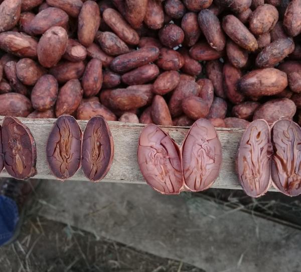 Cacao beans Image