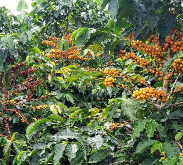 STELLAR COFFEE Image