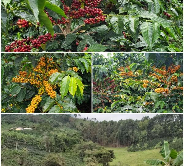 STELLAR COFFEE Image