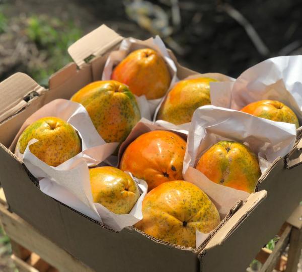 Tainung Papaya Image