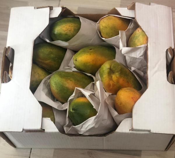 Tainung Papaya Image