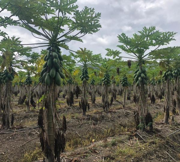 Tainung Papaya Image