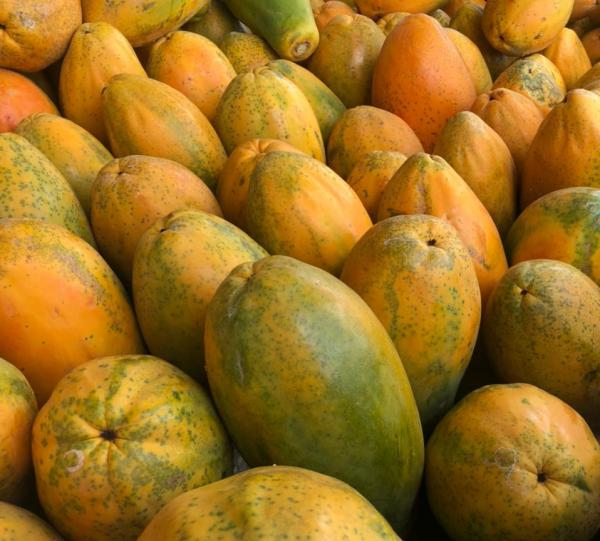 Tainung Papaya Image