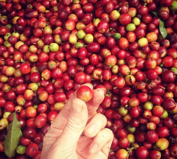 Hacienda Venecia coffee single Estate Image