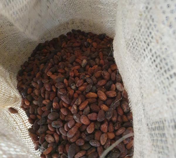 dry cocoa Image