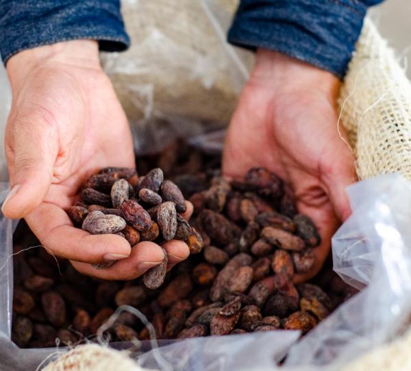 dry cocoa Image