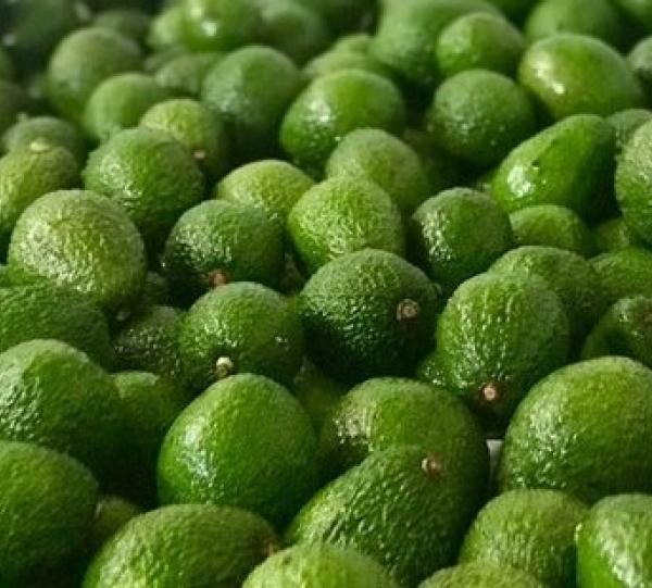 AVOCADO HASS Image
