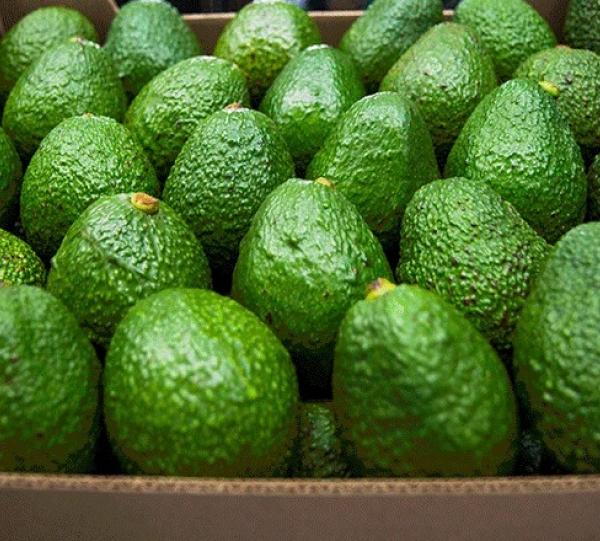 AVOCADO HASS Image
