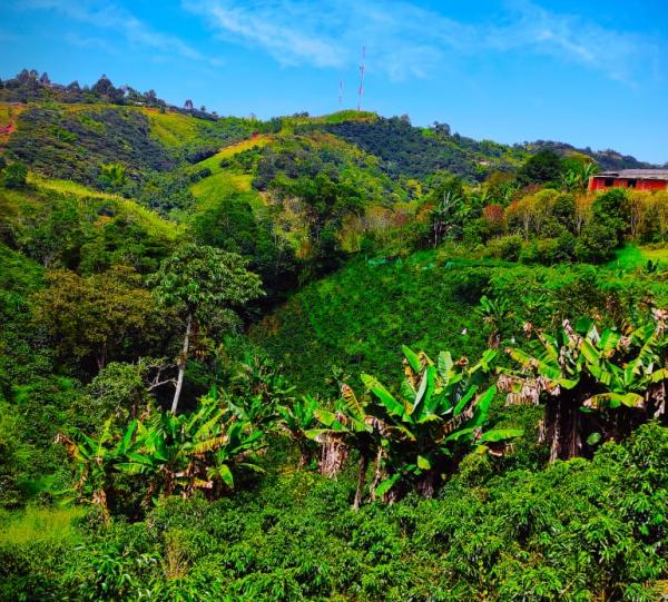 Café Florencia 1984 Image
