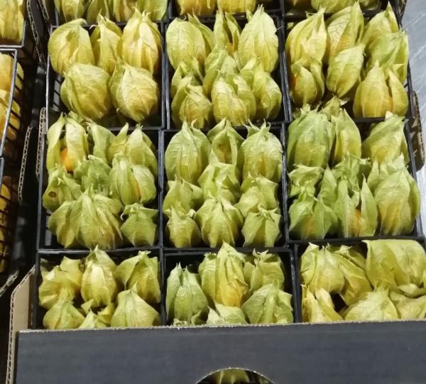 PHYSALIS BEEREN Image