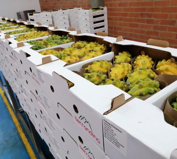 Yellow Dragon Fruit - Selenicereus megalanthus Image