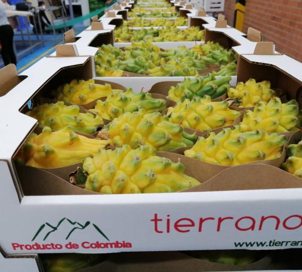 Yellow Dragon Fruit - Selenicereus megalanthus Image