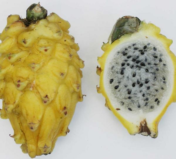 PITAHAYA Image