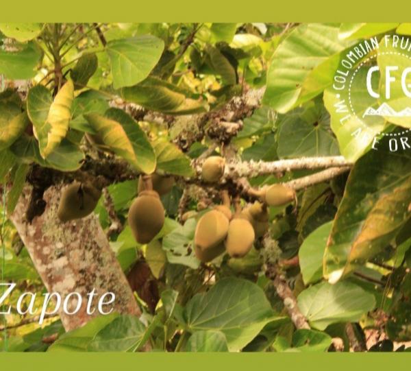 Zapote COLOMBIAN FRUIT GROUP Colombian B2B Marketplace